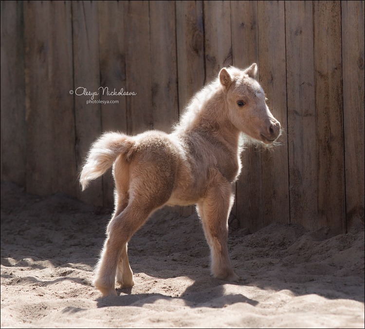 American miniature horse, stallion HF Cool`s Baymax